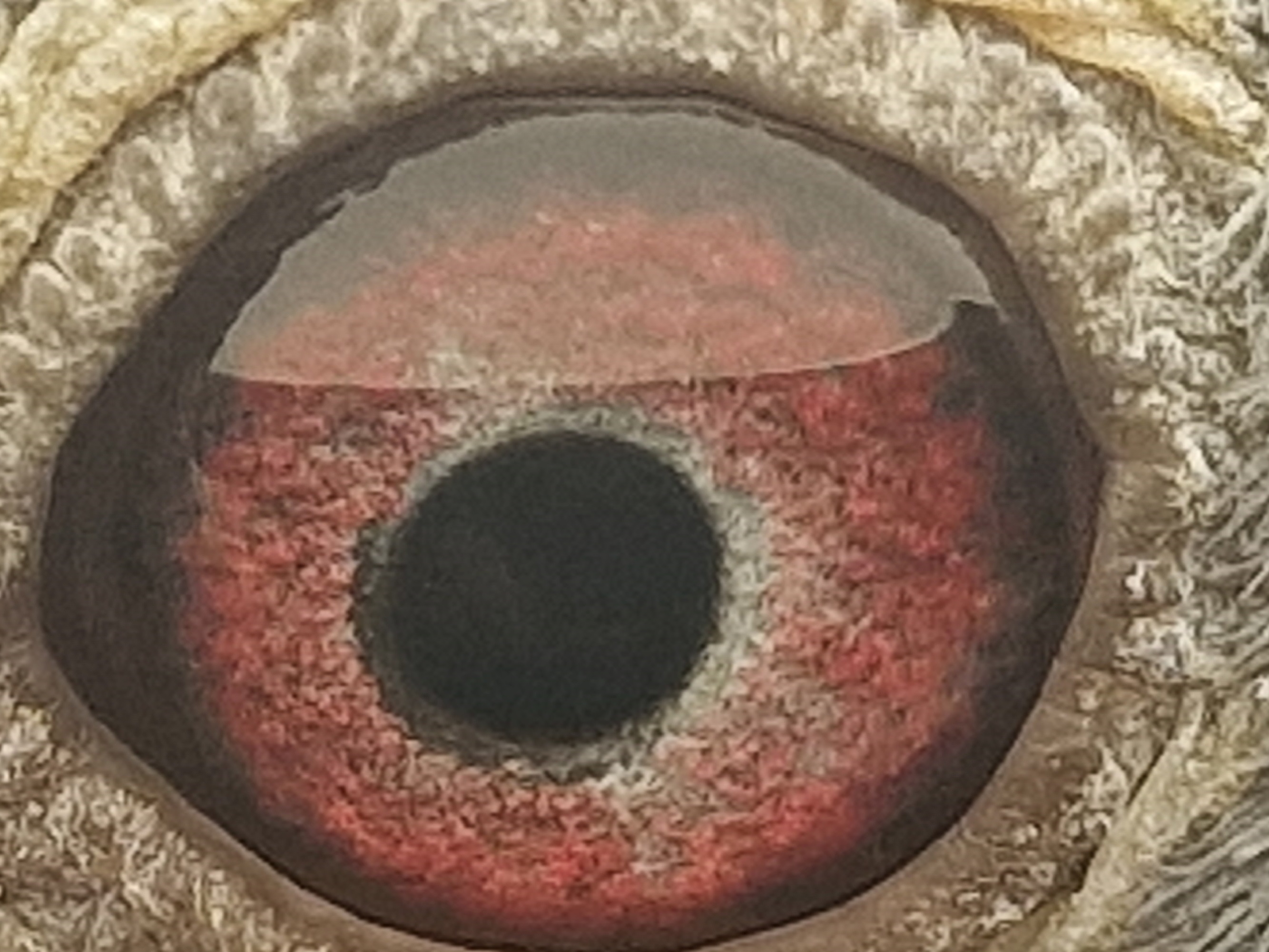 Pigeon eye